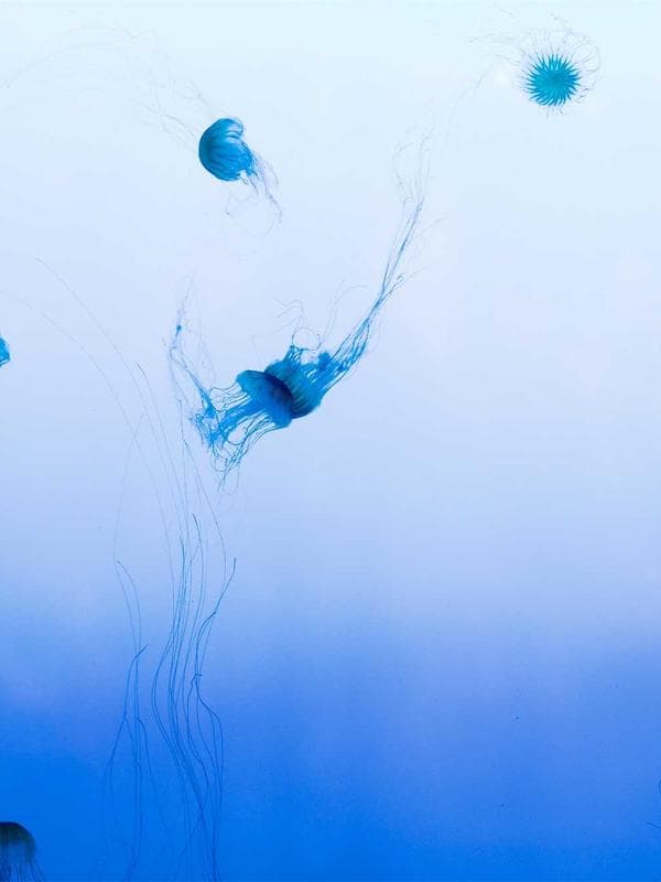Felix Andersen portfolio